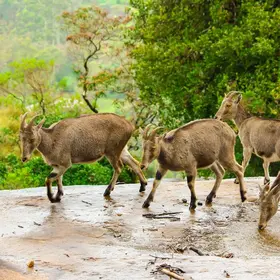 Nilgiri Tahr grazing on green hills at Eravikulam National Park Munnar — top Munnar place to visit for wildlife