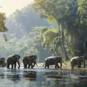 Wild elephants crossing river at Chinnar Wildlife Sanctuary — must-visit Munnar place to visit for wildlife lovers