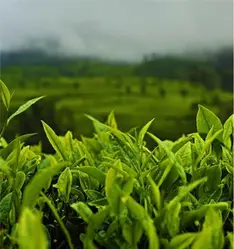 Fresh green tea leaves at KDHP Tea Museum Munnar with misty plantation hills — iconic Munnar place to visit