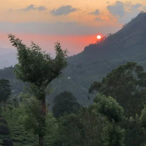 Sunset view over tea gardens and hills at Pothamedu Viewpoint — most scenic Munnar place to visit