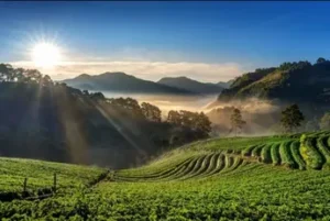 Happy Valley Tea Estate Darjeeling lush green tea gardens view