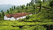Green tea plantations with colonial bungalow in Ooty Nilgiris India