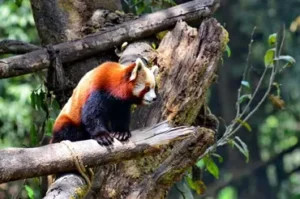 Famous zoo in Darjeeling with rare Himalayan animals